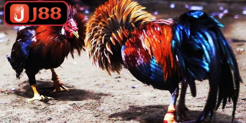 Đá Gà J88 – Sân Chơi Giải Trí Của Giới Đam Mê Gà Chiến