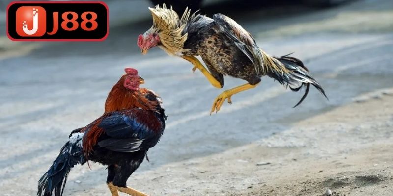 Đá Gà J88 – Sân Chơi Giải Trí Của Giới Đam Mê Gà Chiến