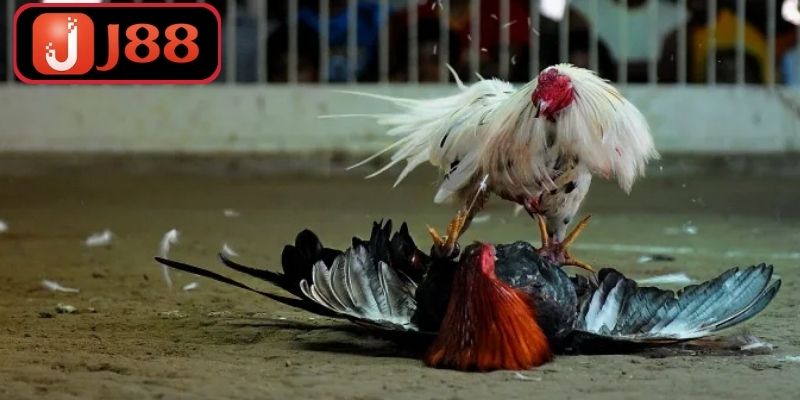 Đá Gà J88 – Sân Chơi Giải Trí Của Giới Đam Mê Gà Chiến