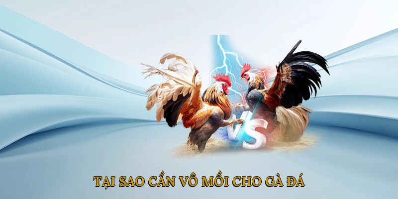 Tại sao cần vô mồi cho gà đá?